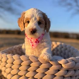 Eve - Parti female Goldendoodle puppy in Rose Hill, North Carolina from Red Door Canines
