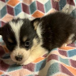 Rizzo - Black and tan female Pembroke Welsh Corgi puppy in Azle, Texas from T & K Corgis