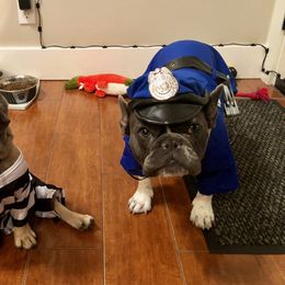 French Bulldog Puppies from Magnum French Bulldogs