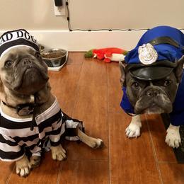 French Bulldog Puppies from Magnum French Bulldogs
