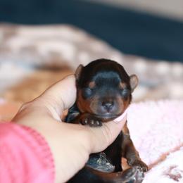 Yorkshire Terrier Puppies from Essence of Grace Yorkies