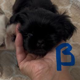 Jasper - Black and white male Shih Tzu puppy in Boaz, Alabama from Happy Haven Farm