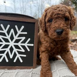 Jack - Red male Labradoodle puppy in English, Indiana from Doodle Darlings