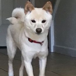Kiari - Shiba Inu