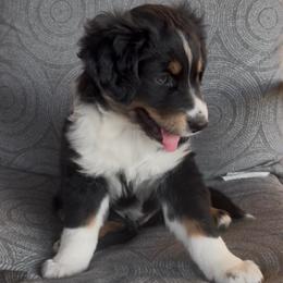 Lance - Black tri-color male Australian Shepherd puppy in Cypress, Texas from Cypress Aussies