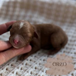 Orzo - Red female Cavapoo puppy in Pagosa Springs, Colorado from Selah Mountain Dogs