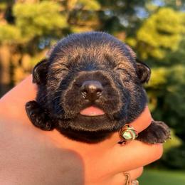 Vendetta - Sable female German Shepherd puppy in Salem, Ohio from von den Kilöff Working German Shepherds