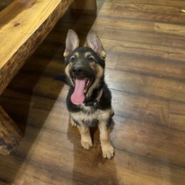 Willow (formerly pink collar) - Black and tan female German Shepherd puppy in Custer County, South Dakota from Legacy German Shepherds