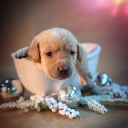 Muzzy - Yellow female Labrador Retriever puppy in Isle, Minnesota from Dog Ear Outfitters