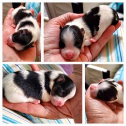 Betty - Black parti female Pomeranian puppy in Forsyth, Illinois from Amazing Grace Pomeranians