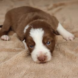 Teal Collar - Red female Border Collie puppy in Courtland, Alabama from C Bar C Ranch Border Collies