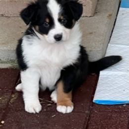 Miniature Australian Shepherd Puppies from Amberwood DD Aussies