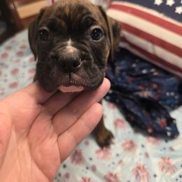 Boxer Puppies from Smith's Boxers