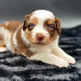 Girl 2 - Miniature Australian Shepherd puppy in Buchanan, Georgia from Stanleyville Farm Mini Aussies