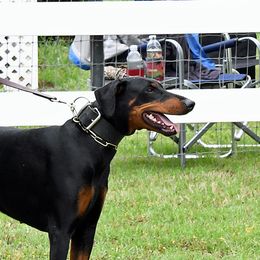 Phoebe - Doberman Pinscher