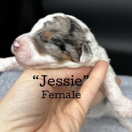 Jessie - Blue merle female Aussiedoodle puppy in Lake City, Florida from North Florida Poodles and Doodles