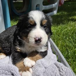 Aussiedoodle, Bernedoodle, Bernese Mountain Dog, Cavapoo, Poodle, and Sheepadoodle Puppies from Draper Mountain Doodles