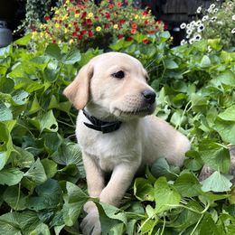 Ferguson - Yellow male Labrador Retriever puppy in Alger, Ohio from Osborne Family Retrievers