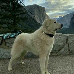 Great Pyrenees from The Yosemite Pyrenees Ranch