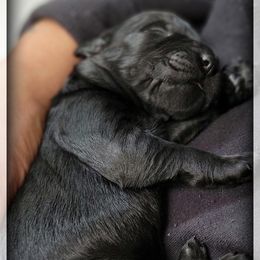 Astra - Black female Giant Schnauzer puppy in Saratoga Springs, Utah from Happy Beard Schnauzers