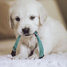 Golden Retriever Puppies from Grace Golden Retrievers