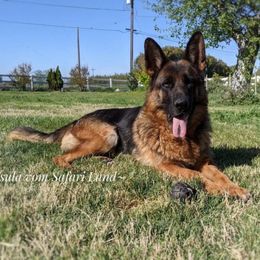 Isula - Black and red female German Shepherd puppy in Stockton, California from Zaragoza German Shepherds