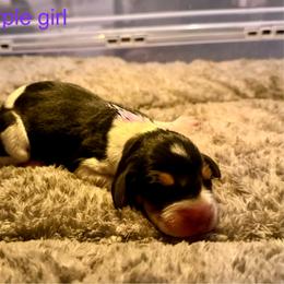 Purple girl - Tri-colored female Treeing Walker Coonhound puppy in Lovelady, Texas from 3 Color Kennel