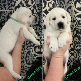 Boy 2 - Labrador Retriever puppy in Texas from Lady D Labradors