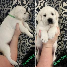 Boy 2 - Labrador Retriever puppy in Texas from Lady D Labradors