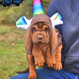 American Bully and Bloodhound Puppies from Blue Collar Kennelz Bloodhounds and American Bullies