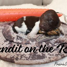 Bandit on the Run - Brown and white male Kleine Munsterlander puppy in New Lenox, Illinois from Prairie State Kennel