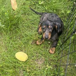 Dachshund Puppies from Mahzian Miniature Dachshunds