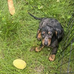 Dachshund Puppies from Mahzian Miniature Dachshunds