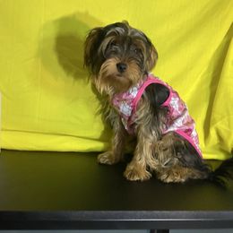 Girl 2 - Black and gold female Yorkshire Terrier puppy in Marion, Indiana from Thomas Terriers