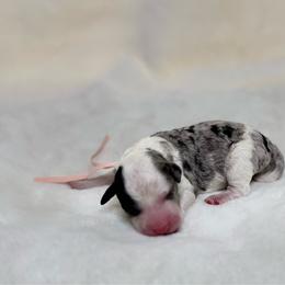 Princess - Merle female Sheepadoodle puppy in Los Angeles, California from Exquisite Doodles