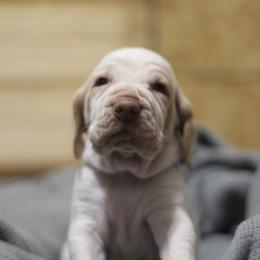 Waylon - White and orange male Bracco Italiano puppy in Williamsburg, Virginia from Eastern Breeze