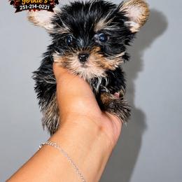 Girl 3 - Black and tan female Yorkshire Terrier puppy in Mobile, Alabama from Ace of Spades Yorkies