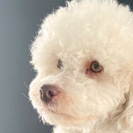 Jameson - Cavapoo