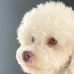 Jameson - Cavapoo