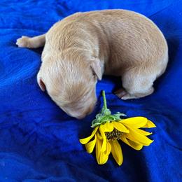 Milkshake - Caramel red female Labradoodle puppy in Montrose, Colorado from Ithilien Labradoodles