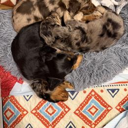 Dachshund Puppies from Birkin’ Paws