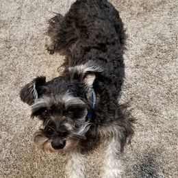 Daisy - Miniature Schnauzer