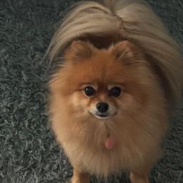 Bambi - Pomeranian