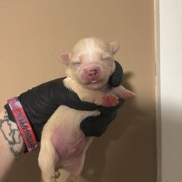 Lucas - Cream and white male Chihuahua puppy in Knowlton Township, New Jersey from Augenblick Kennels
