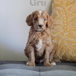 Gru - Red  male Goldendoodle puppy in College Station, Texas from Em & El Doodles
