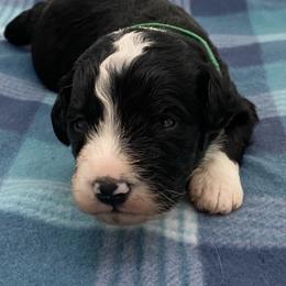 Panda - Black and white male Bernedoodle puppy in Claremont, North Carolina from Magnolia Grove Farms