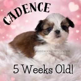 Cadence - Gold and white female Shih Tzu puppy in Hayden, Idaho from Phoenix Shih Tzu