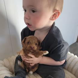 Ivy - Red  female Poodle puppy in Montrose, Pennsylvania from Tales Of Joy
