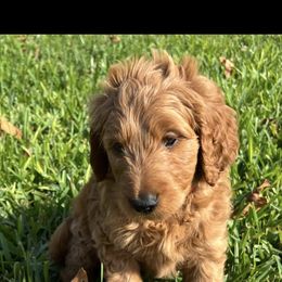Goldendoodle Puppies from Stolt Southern Doodles