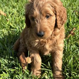 Goldendoodle Puppies from Stolt Southern Doodles